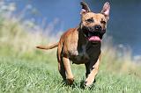 STAFFIE 086